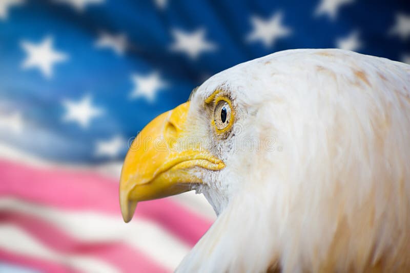 Close-up view of bald Eagle against blurry background of the American Flag freedom symbol usa white animal bird portrait raptor stars stripes wildlife blue independence national patriotic patriotism red united birds prey day july proud liberty beak eye head hunter looking majestic nature states yellow politics convention justice banner brave choice conservative courage. Close-up view of bald Eagle against blurry background of the American Flag freedom symbol usa white animal bird portrait raptor stars stripes wildlife blue independence national patriotic patriotism red united birds prey day july proud liberty beak eye head hunter looking majestic nature states yellow politics convention justice banner brave choice conservative courage