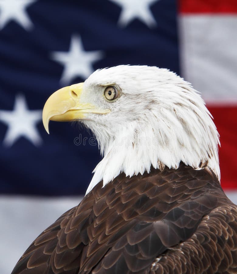 Bald Eagle And American Flag Royalty Free Stock Images