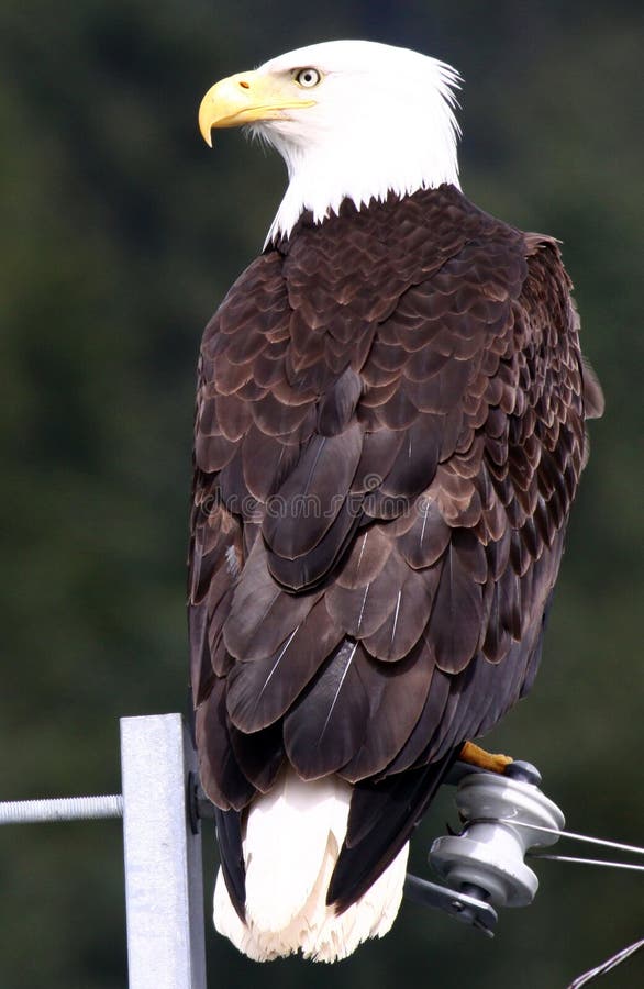 The American Bald Eagle, a symbol of power, strength, freedom and wilderness in America, sits on a wire searching for food near Hoonah, Alaska. The American Bald Eagle, a symbol of power, strength, freedom and wilderness in America, sits on a wire searching for food near Hoonah, Alaska.