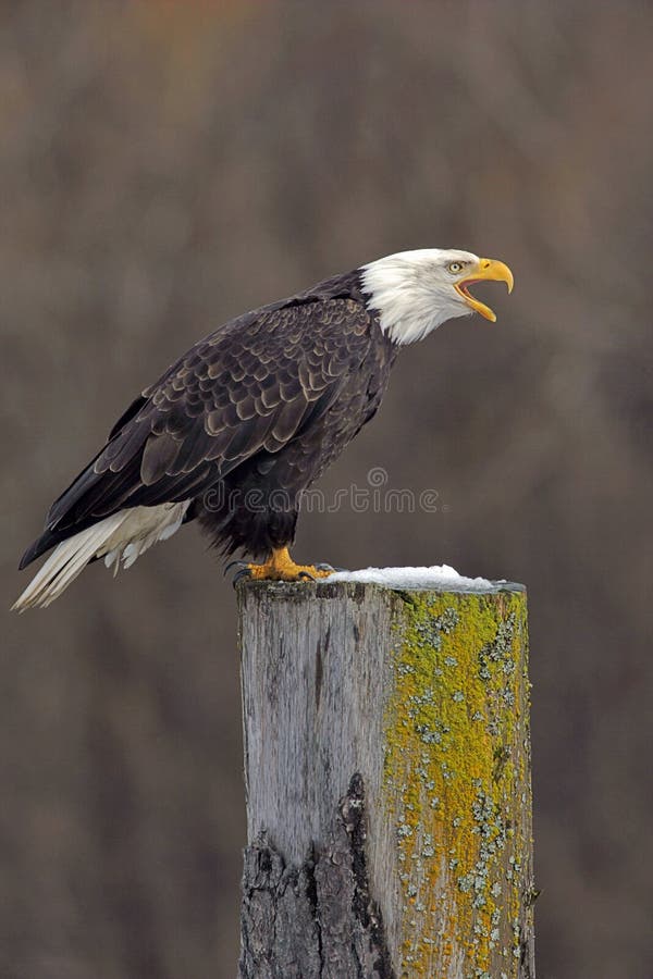 Bald Eagle Fishing Over Water Stock Image - Image of leucocephalus ...