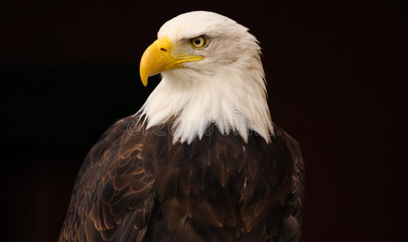 A close up of a bald eagle, isolated on a black background.