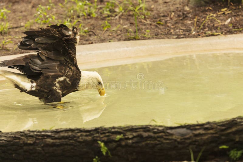Eagle drinking water stock photo. Image of bird, pecker 41080222