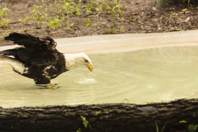 Bald Eagle Drinking Water from a Pond Stock Photo Image of national