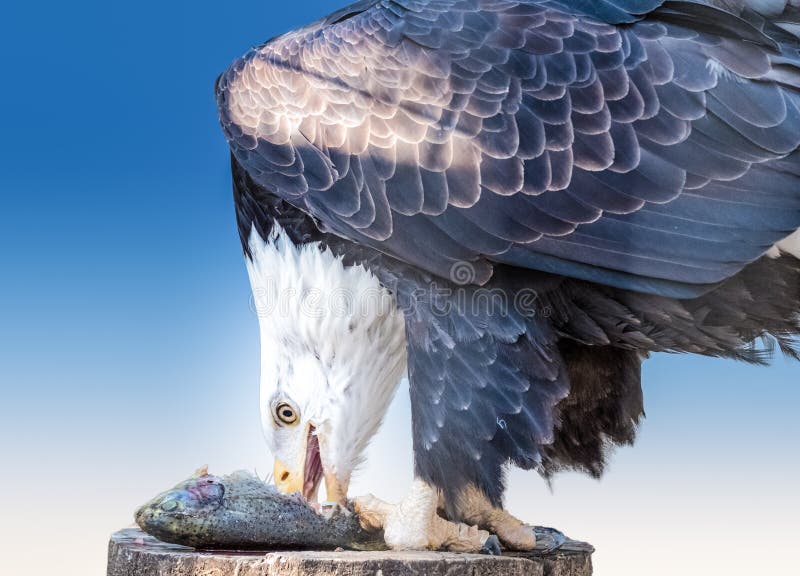 Bald Eagle eating salmon stock image. Image of african 85713693