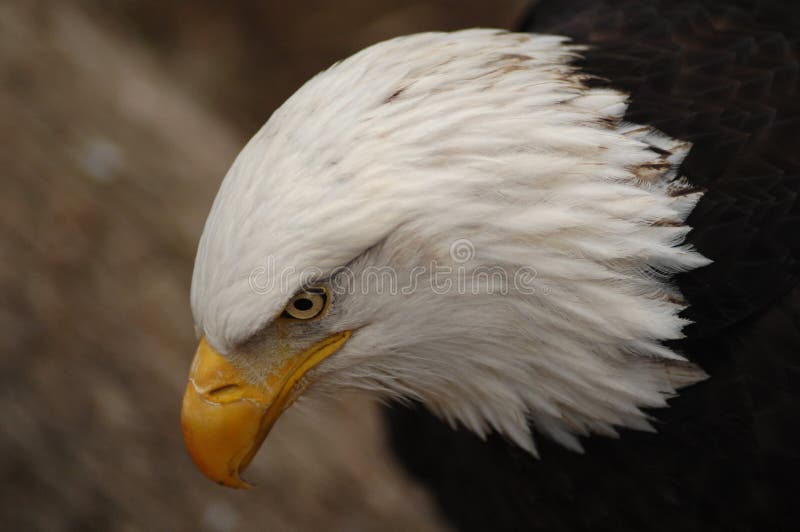 Bald Eagle Eye stock image. Image of isolated, nature 90126483