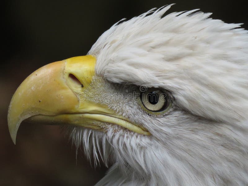 Bald Eagle eye stock photo. Image of eagle, bird, freedom 101592256