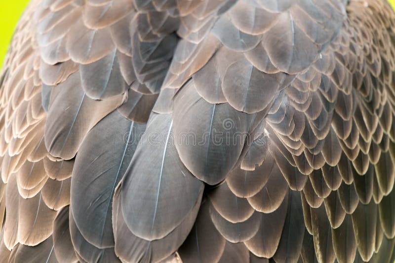 Bald eagle feathers