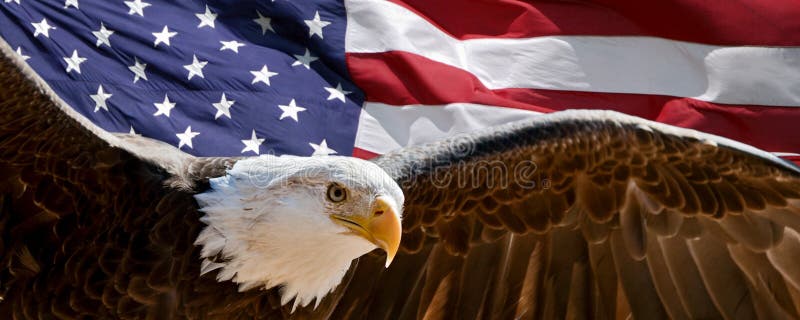 Bald eagle and flag