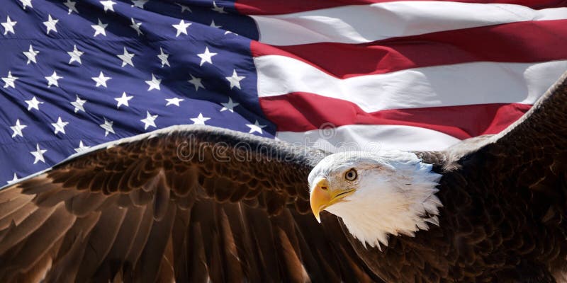 Bald eagle and flag
