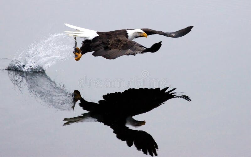 A bald eagle flies off after the catch.