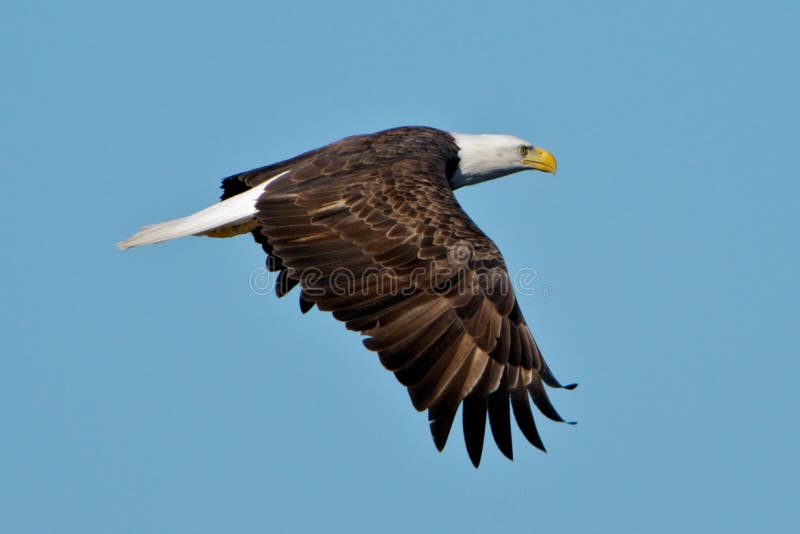 Bald eagle in flight royalty free stock image Bald eagle in flight royalty free stock image