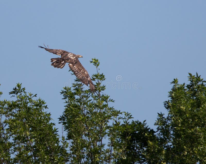 bald eagle flight στοκ φωτογραφίες bald eagle flight στοκ φωτογραφίες