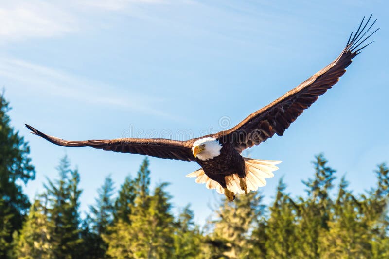 North American Bald Eagle in mid flight, hunting along river wat. North American Bald Eagle in mid flight, hunting along river wat