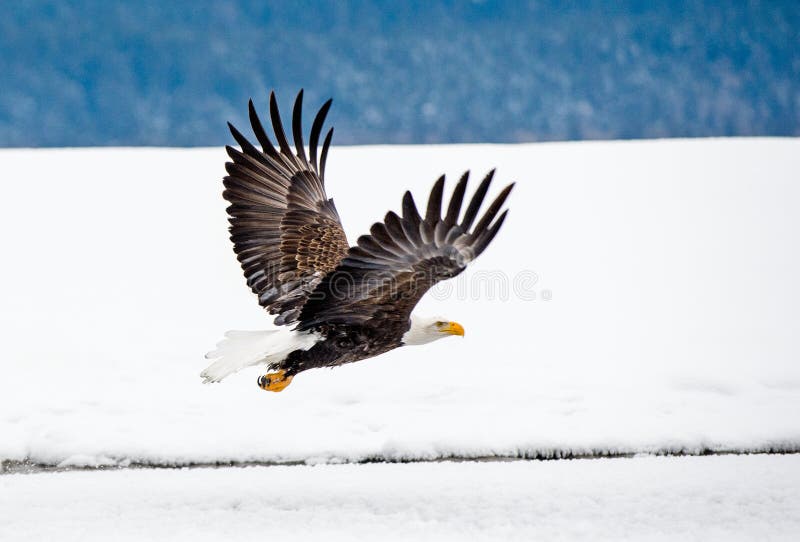 bald eagle flight στοκ εικόνες με δικαίωμα ελεύθερης χρήσης bald eagle flight στοκ εικόνες με δικαίωμα ελεύθερης χρήσης