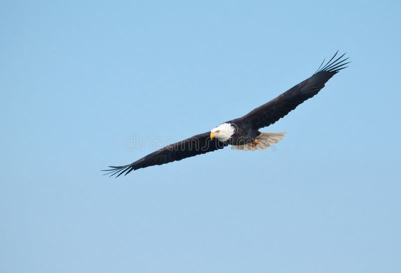 Bald eagle in flight