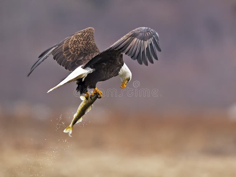 Bald Eagle in Flight with Fish