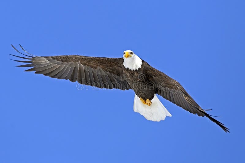 Beautiful Bald Eagle in flight, soaring on blue sky. Beautiful Bald Eagle in flight, soaring on blue sky.