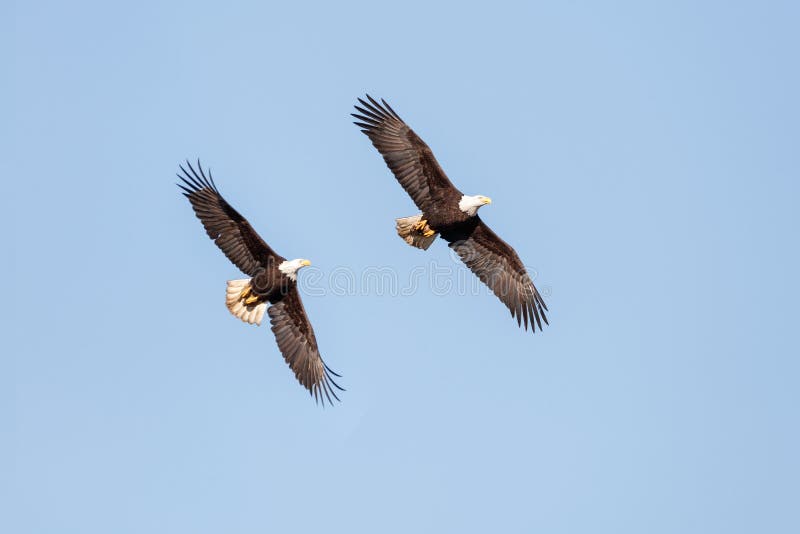 Bald Eagle in Flight stock images