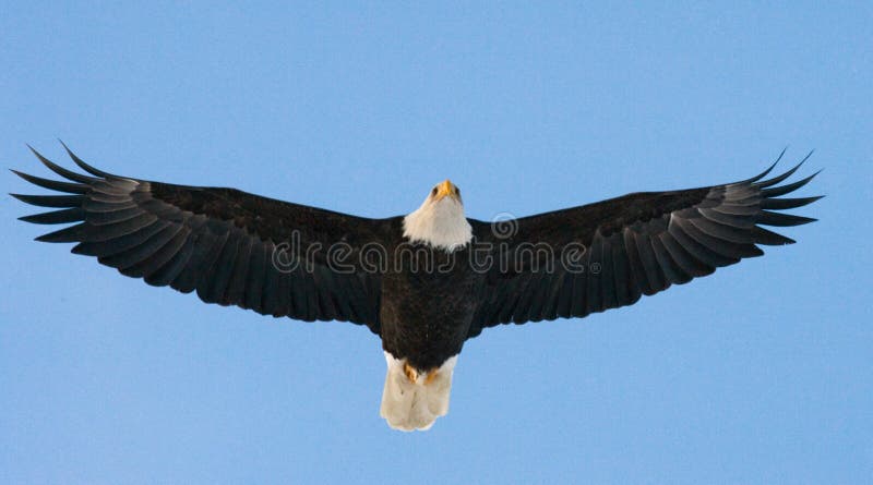 bald eagle flight США albacore Река Chilkat стоковое изображение rf bald eagle flight США albacore Река Chilkat стоковое изображение rf