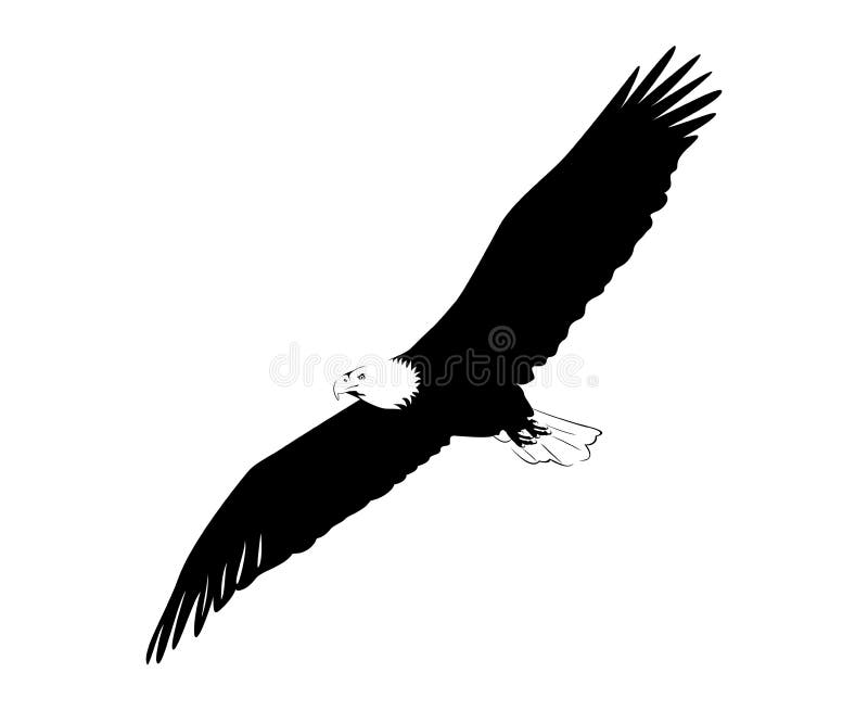 Illustration of an eagle flying on white background. Drawing feedback illustrations