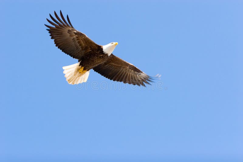 Bald eagle flying on blue sky