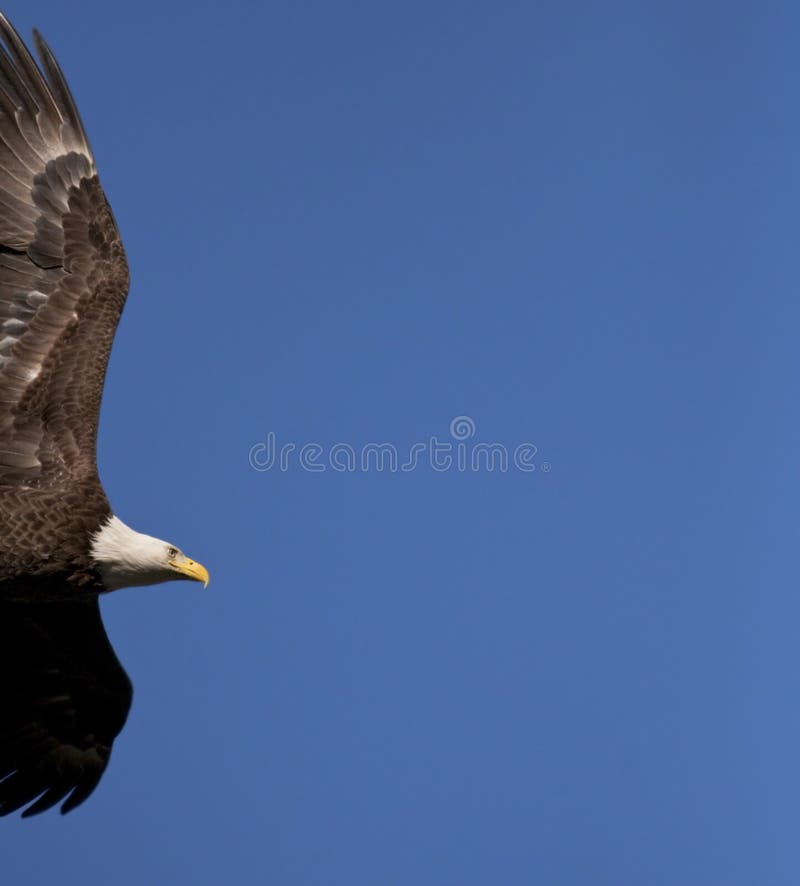 Bald Eagle flying