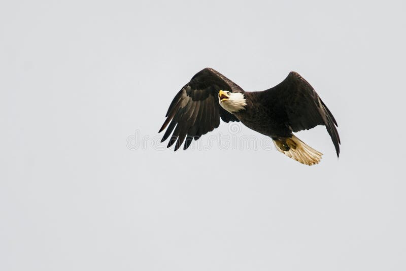 An adult American bald eagle flying. An adult American bald eagle flying