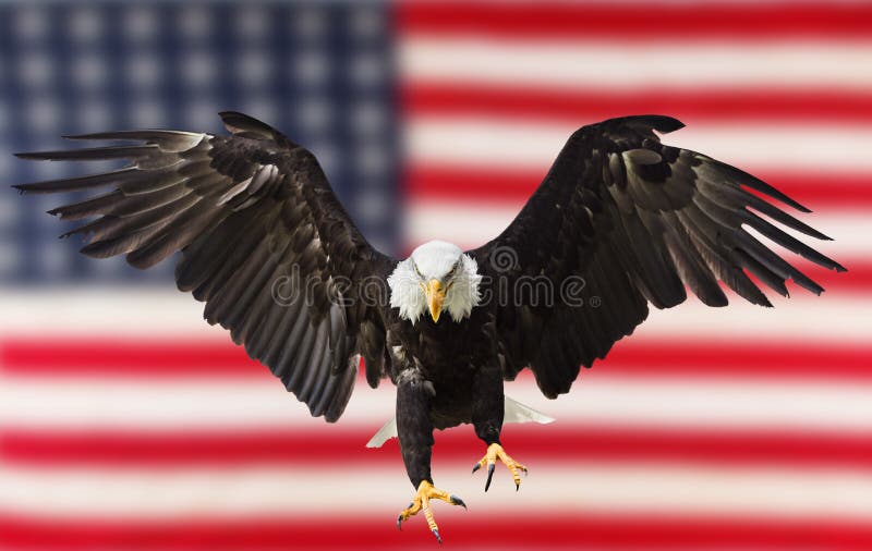 Bald Eagle flying with American flag