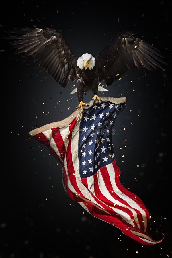 Bald Eagle flying with American flag