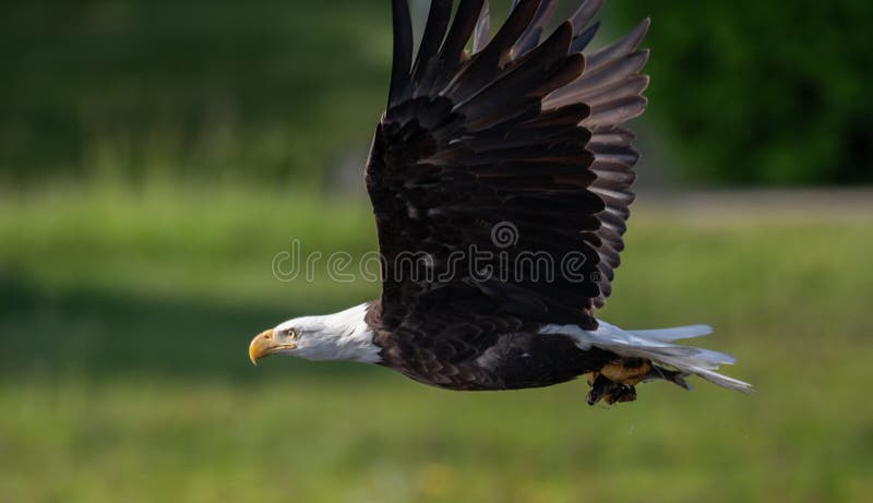 145 Baby Eagle Flying Stock Photos - Free & Royalty-Free Stock Photos from  Dreamstime