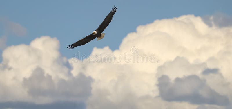 Bald Eagle flying in clouds over Salt River in Arizona