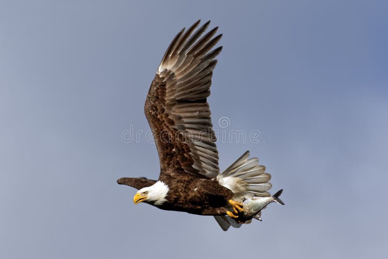 Bald Eagle Flying with a Fish stock photography Bald Eagle Flying with a Fish stock photography