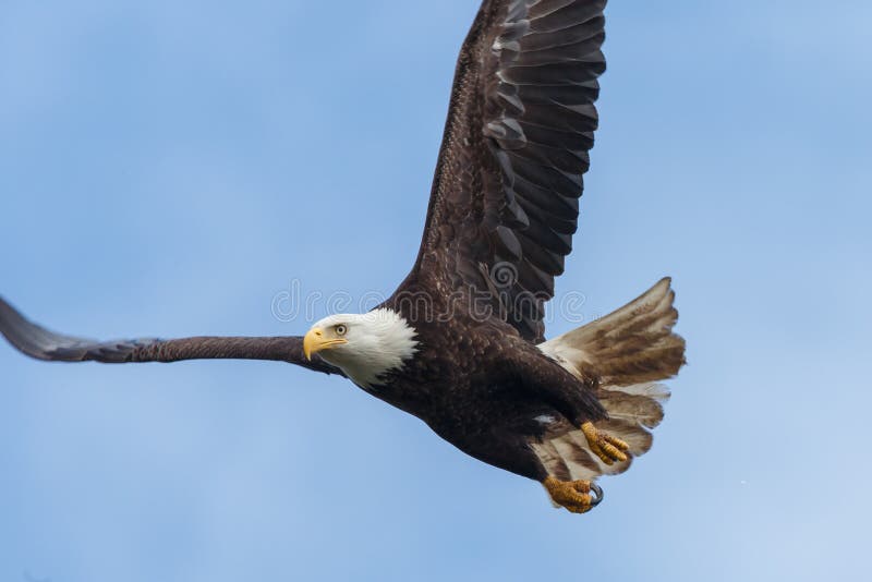 Bald Eagle flying royalty free stock photo Bald Eagle flying royalty free stock photo