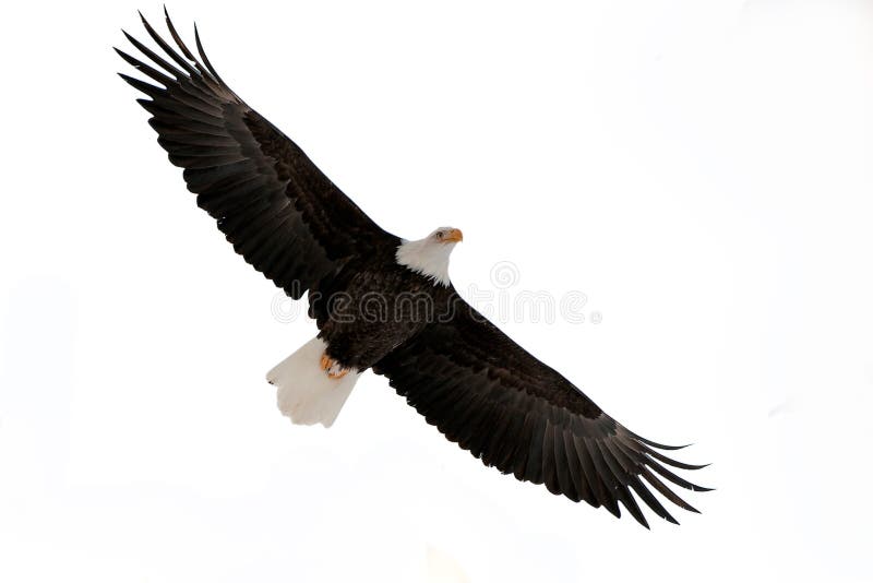 The Bald Eagle (Haliaeetus leucocephalus)