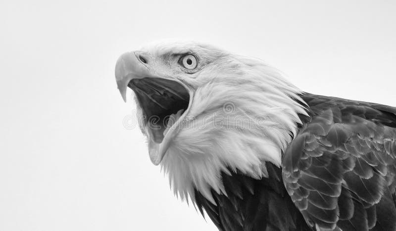 Bald eagle haliaeetus leucocephalus in black and white