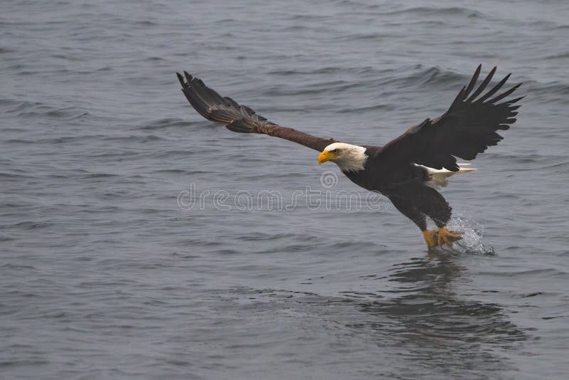 Bald Eagle on the Hunt stock image. Image of eagle, wing - 263936551