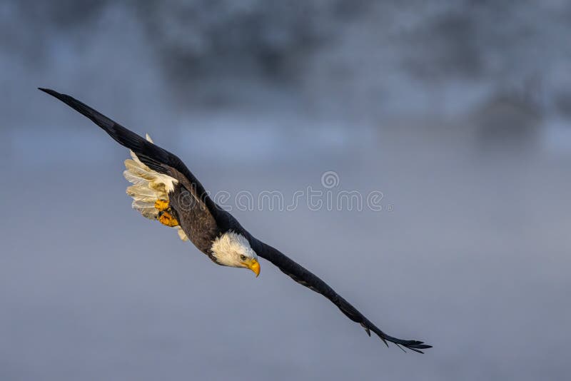 Bald Eagle on the Hunt stock image. Image of winged - 263936559