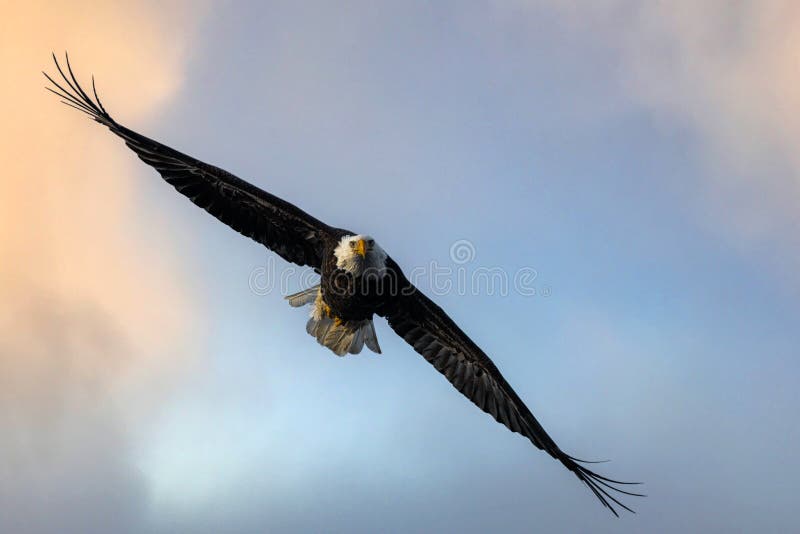 Bald Eagle on the Hunt stock photo. Image of predator - 263936562