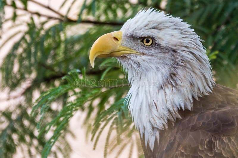 Bald Eagle at Phoenix Zoo royalty free stock photo Bald Eagle at Phoenix Zoo royalty free stock photo