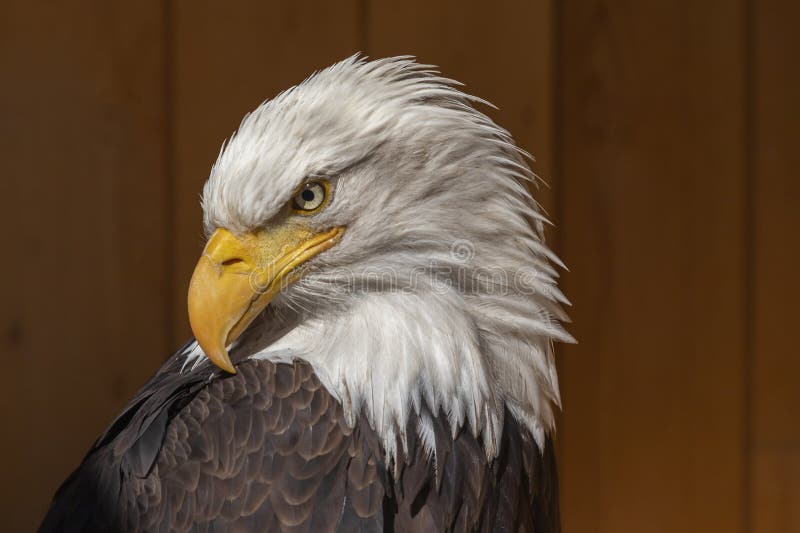 36,871 Brown Eagle Stock Photos - Free & Royalty-Free Stock Photos from Dreamstime 36,871 Brown Eagle Stock Photos - Free & Royalty-Free Stock Photos from Dreamstime