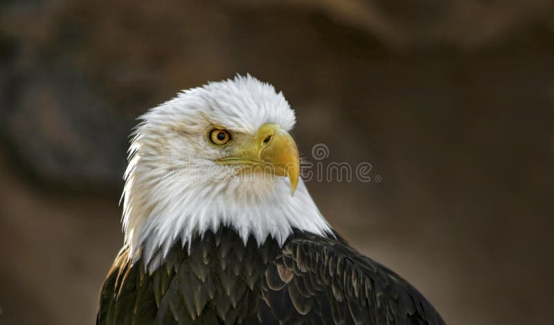 Bald eagle head