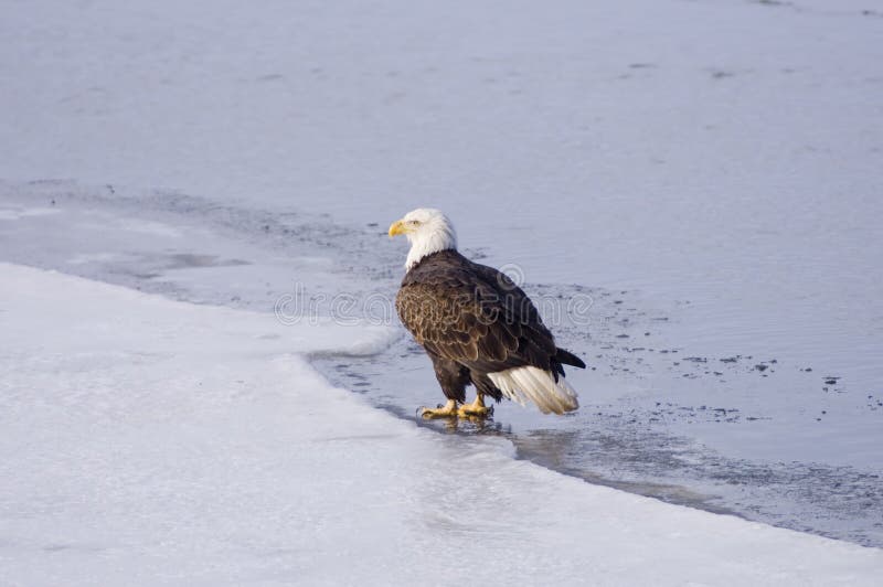 Bald eagle on the ice