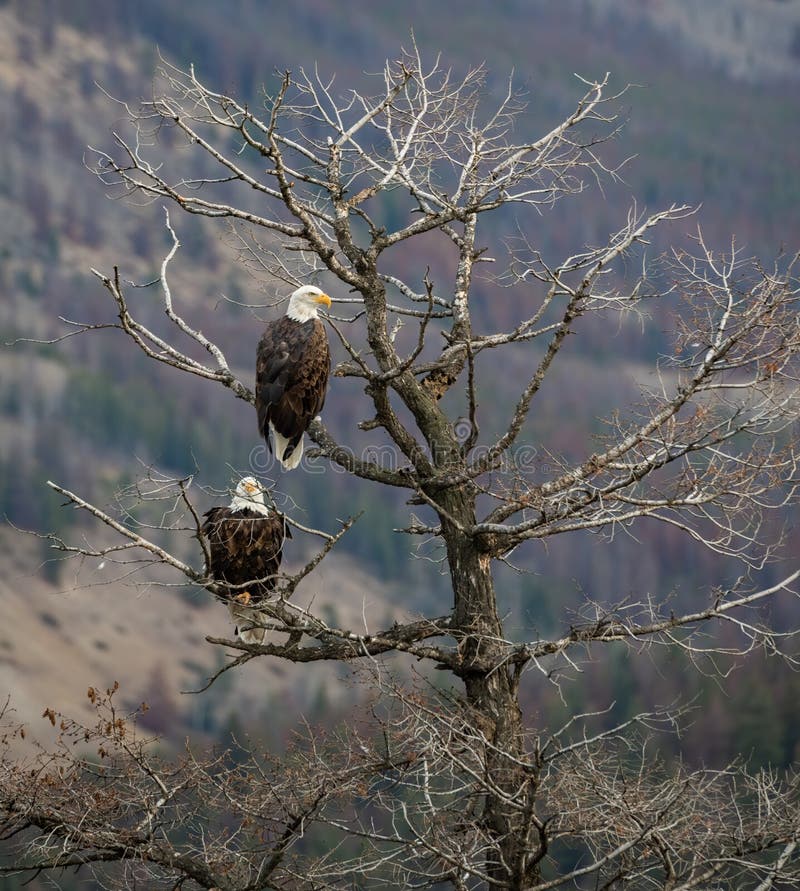 Bald Eagle in Jasper Canada Stock Image Image of machias, travel