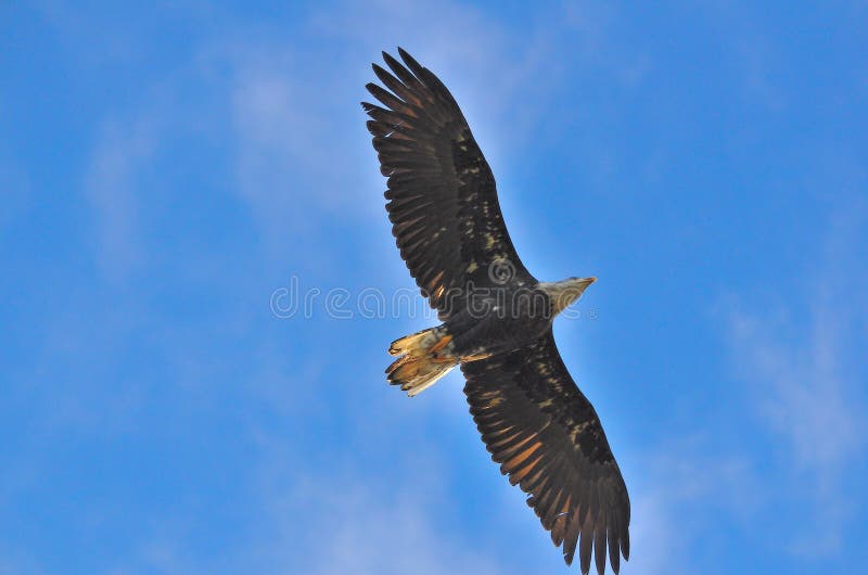 Eagle in the sky watching stock image Eagle in the sky watching stock image
