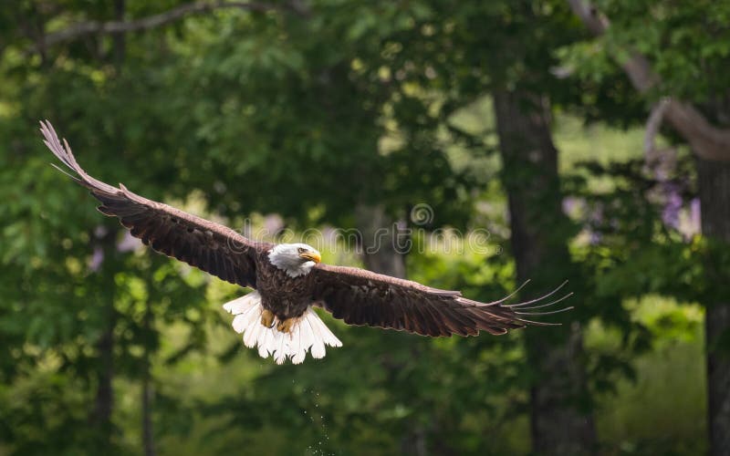 A Bald Eagle in Maine in Acadia National Park - Maine