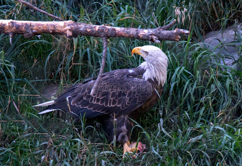 Bald eagle in Montana stock photo. Image of nature, natural 102050794