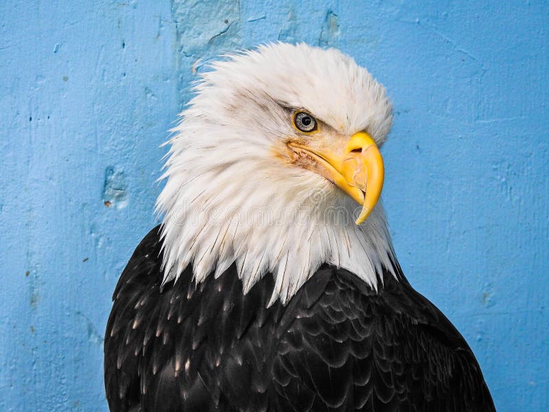 210 Immature Eagles Photos Free Royalty Free Stock Photos From 210-immature-eagles-photos-free-royalty-free-stock-photos-from