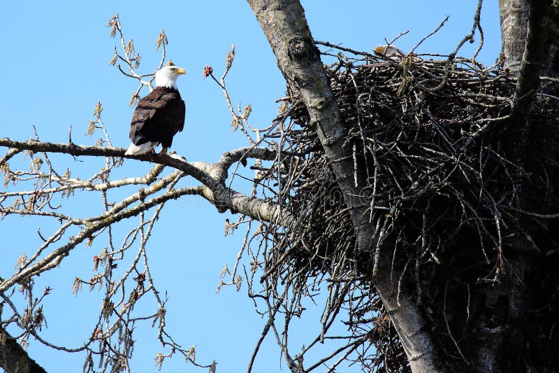 Bald eagle and nest