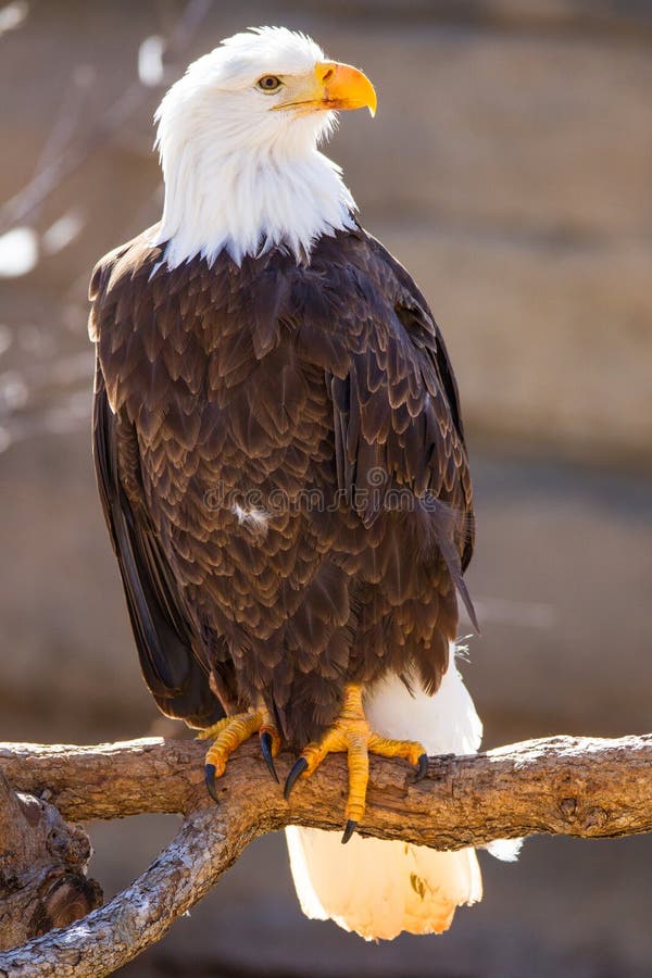 Bald Eagle Perched On Tree Branch Stock Image Image of 