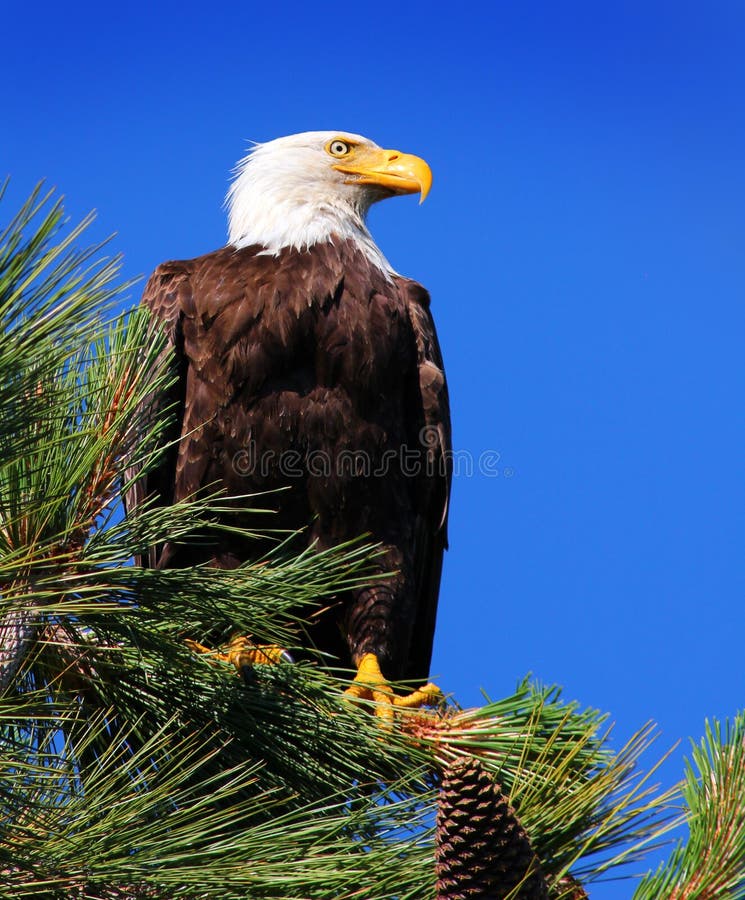 7,020 Bald Eagle Tree Stock Photos - Free & Royalty-Free Stock Photos